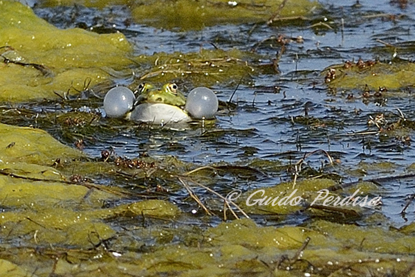 Lessonae o Esculentus
